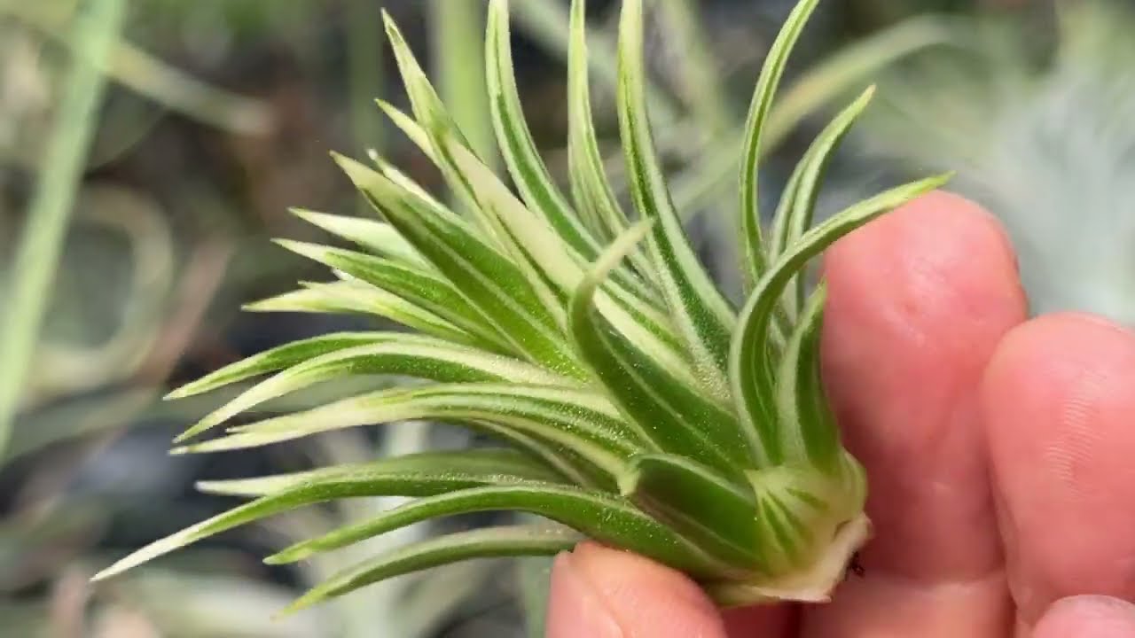 チランジア イオナンタ アルボマルギナータ(アルボマージナータ