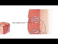 What are Taste Receptors? How Does it Work? Animation