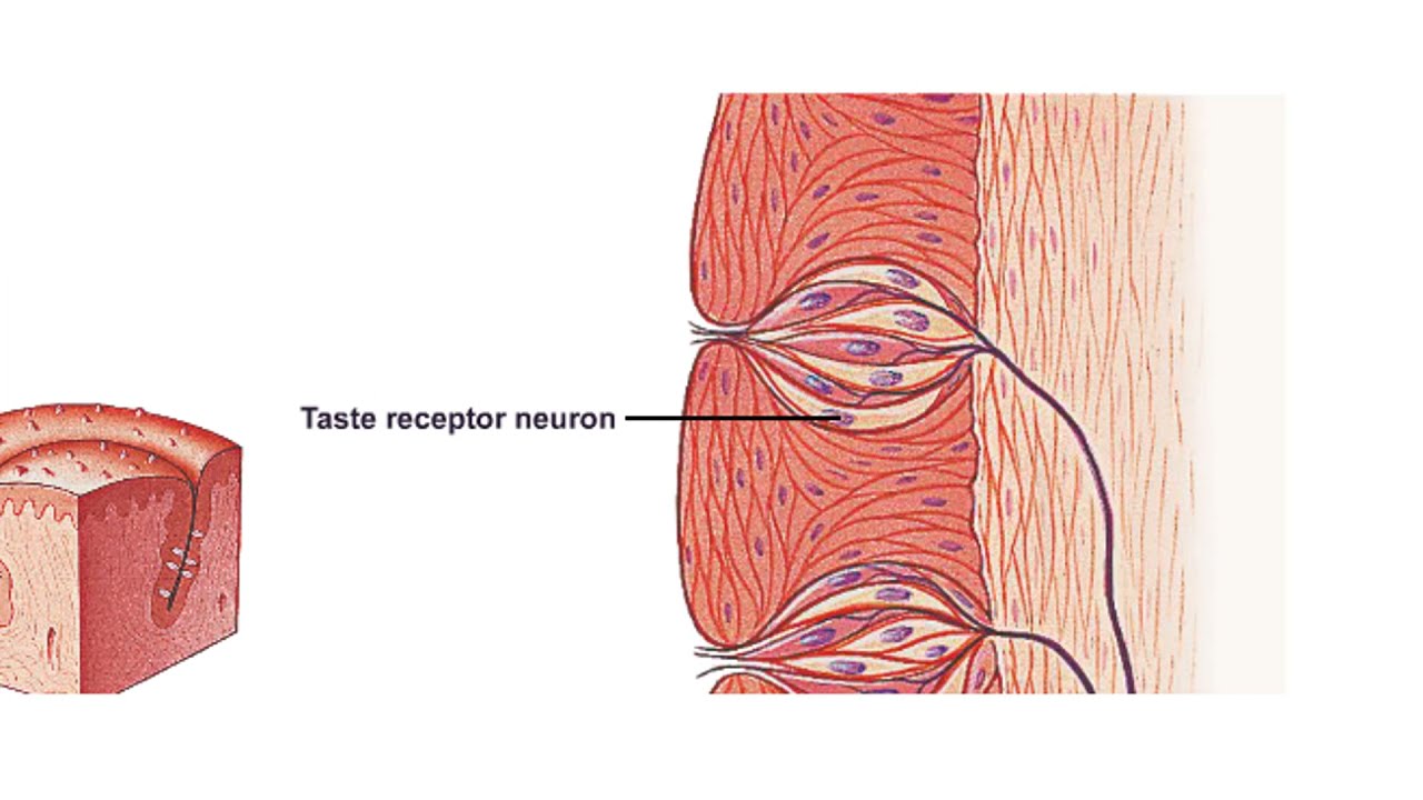 How Do Taste Receptor Cells Work?