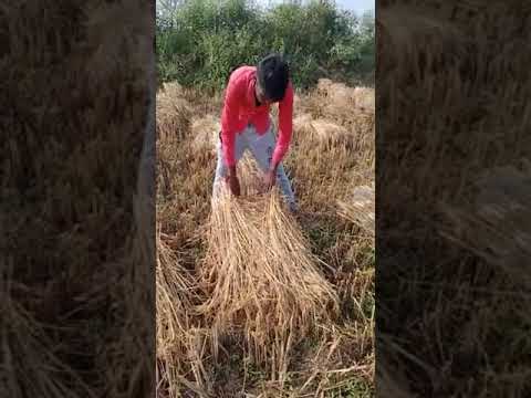 वीडियो: कटी हुई फसल का भंडारण