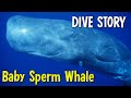 Baby sperm whale encounter  dive stories