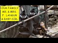 Baby Monkey - Francois Langur, #4, #monkeys