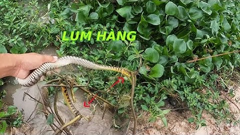 Ngây mưa lớn chạy muốn ná thở, lụm liền con Rắn nước #đồngcárô