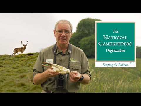 Video: Northern European deer: description with photo, characteristics of the species and habitat
