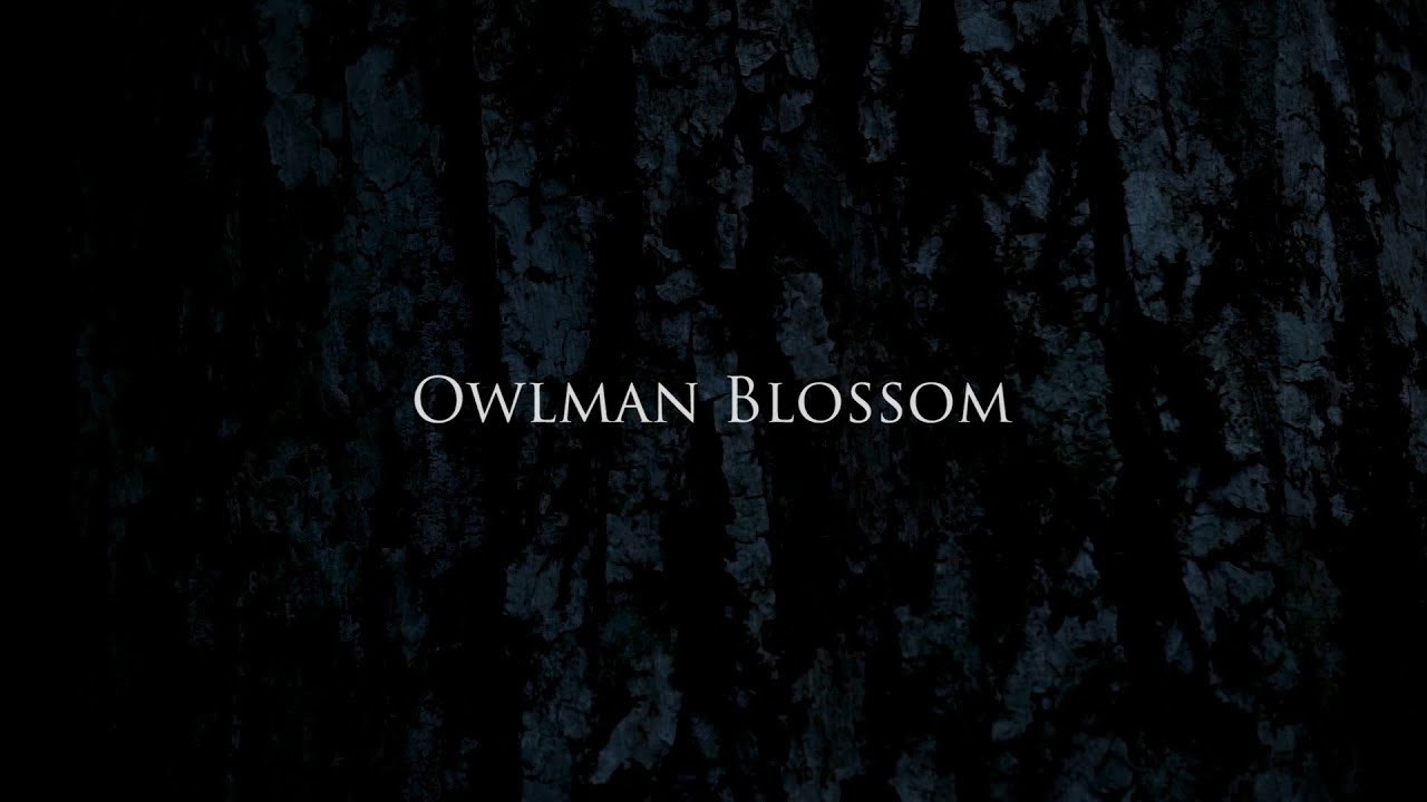 Owlman Blossomとlove Me Caravan Camp Music オウルマンblog