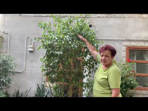 Video: Ficus Elastik, Ose Gome