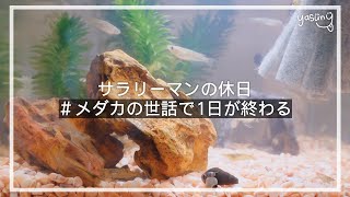 【Vlog】メダカの世話をしてたら1日が終わりました。ブイログ/ビデオブログ