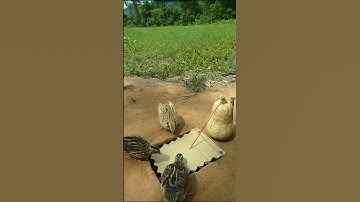 Amazing Unique Bird Trap - Quail Trap #shorts