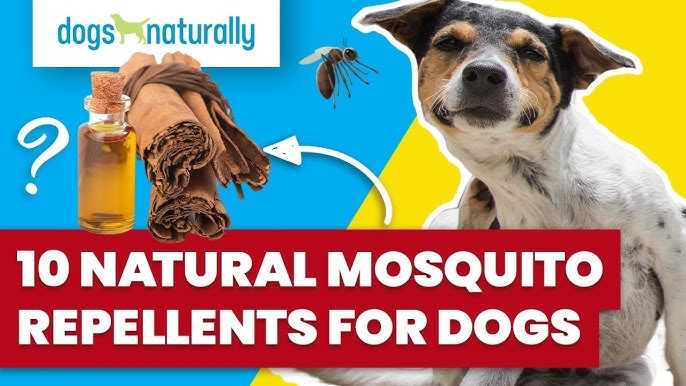 3 Safe And Effective Natural Mosquito Repellents For Dogs - Youtube