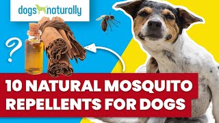 Mosquito Repellents for Dogs