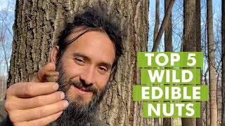 Top 5 Wild Edible Nuts to Forage