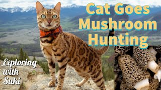 Cat Goes Hiking and Mushroom Hunting by Suki Cat 10,143 views 3 years ago 4 minutes, 35 seconds