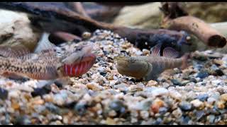【Freshwater Goby Fish】The daily routine of grumpy old men