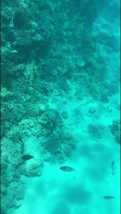 underwater shooting in the red sea, in Egypt, a very beautiful coral ...