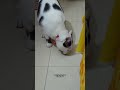 এতটুকুন মাংস! 🤧 #cat #animallife #miki