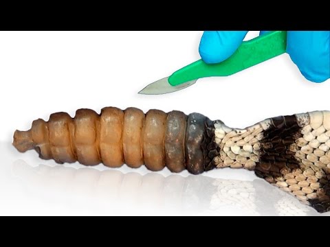 Vídeo: Quina és la serp més verinosa del món?