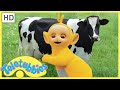 ★Teletubbies English Episodes★ Milking Cows ★ Full Episode - HD (S06E136)