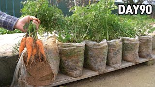 How to grow carrots in plastic bags