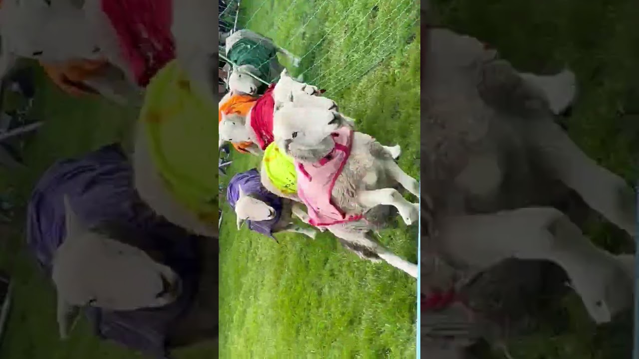 Cartmel Show 2025 - Kents Bank Holiday Cottage