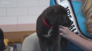 Furry Friends Friday: Lucky Lab Rescue