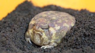 The Rain frogs getting ready for sleep are so cute. by Frog Pamper Moony Plus 11,881 views 3 months ago 9 minutes, 50 seconds