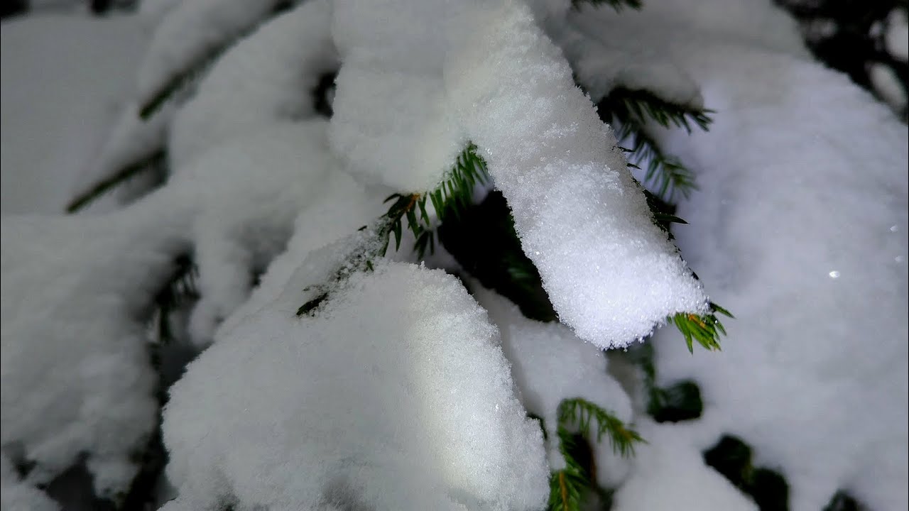 ASMR хруст снега в зимнем  снежном лесу