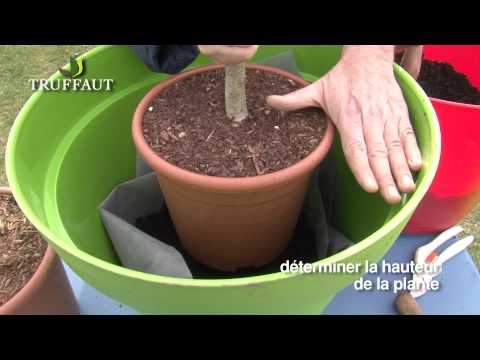 Vidéo: Entretien de l'arbre à nectarine en pot - Comment faire pousser un arbre à nectarine dans un pot