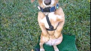 Harness Review - Makuti