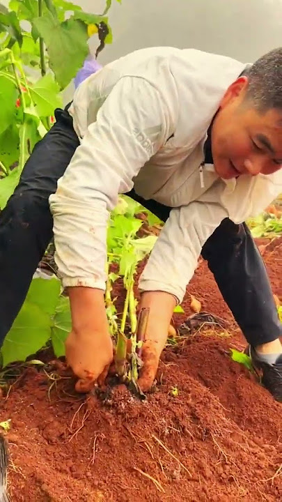 Teknik mencabut yakon secara manual #shorts