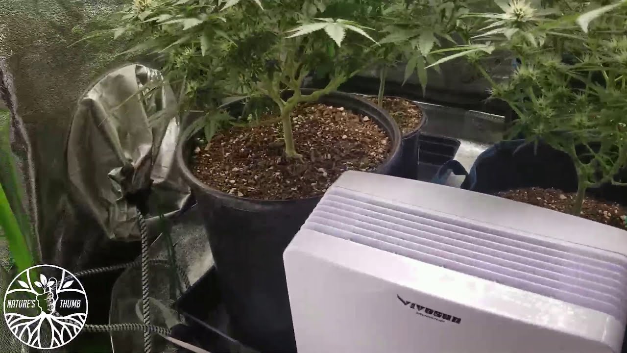 Growing Cannabis in Arizona at Home