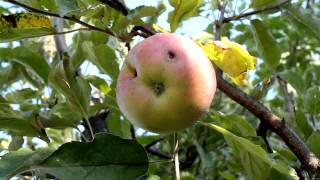 Apple 5 - Free HD stock footage