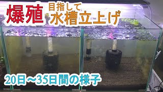 【アクアリウム】#06レッドビーシュリンプ 爆殖水槽をめざして 水槽立ち上げ20日-35日目（水槽管理）