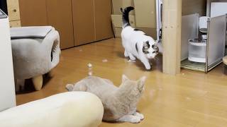 ひのきの危機を救った猫と一瞬でスゴい毛が抜けた猫