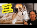How to get a hyper dog to calm down How to get a hyper dog to calm down