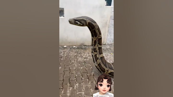 ada ular #shooot #ular #hewan #komedi #hiburan #musik #funnyvidio #lucu #ngakak