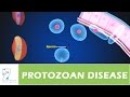 PROTOZOAN DISEASE PART 02