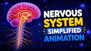 What Does Your Brain Do? | Nervous System for Kids | STEM Learning | Educational video for kids 