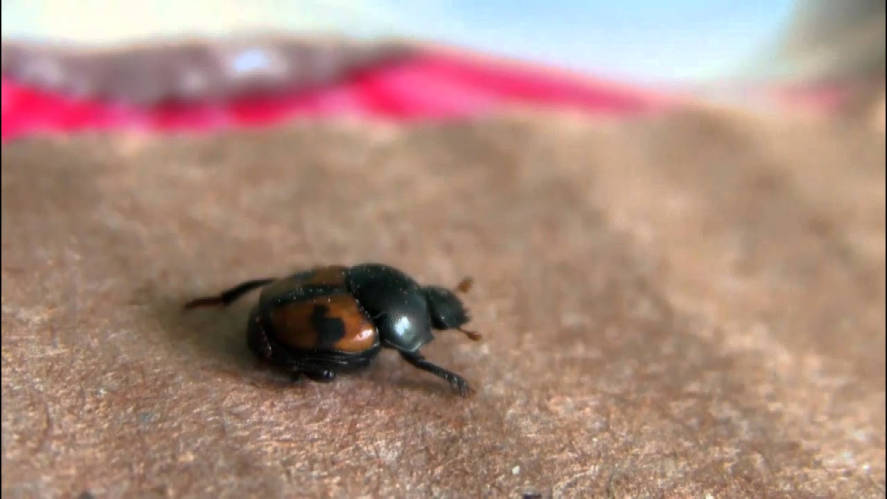 Glischrochilus sanguinolentus