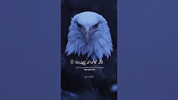 تلاوة خاشعة للقارئ أحمد صلاح