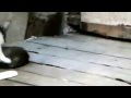 Кошка дерется с огромной крысой ! Часть 2