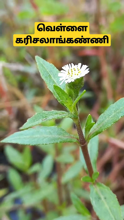 வெள்ளை கரிசலாங்கண்ணியின் மருத்துவ குணங்கள் visit our channel
