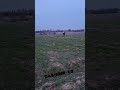 #арабскиелошади #лошади #лошадки #моялошадь #лошадь #rek #horse