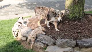 Australian Shepherd Puppies For Sale