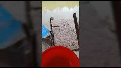 Câu cá ngát bằng mòi cồng có thật sự nhạy.  # HảI ĐăNg Vlogs