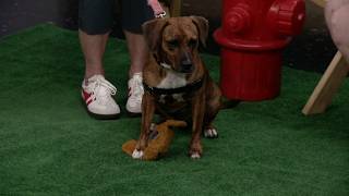 Ready Pet GO! Middleburg Heights Animal Shelter visits 3News with Sophia