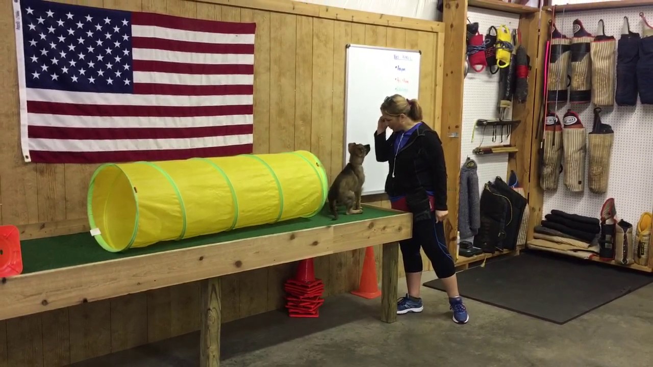 camera iphone 8 plus apk Puppy Training 