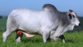 LOTE 50 1 TOURO NELORE PO