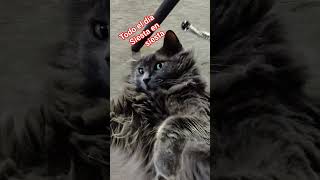 #gatos toda siesta necesita concentración #cat 🤔
