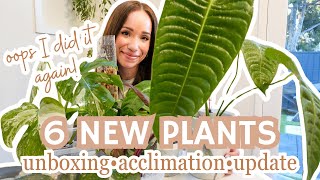 6 new rare imported plants how to acclimate + rehab successfully PLUS ✨update✨