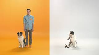 Dogtopia Daycare: Nonstop Love for Your Dog